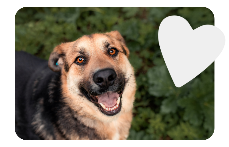 About Nika Foundation